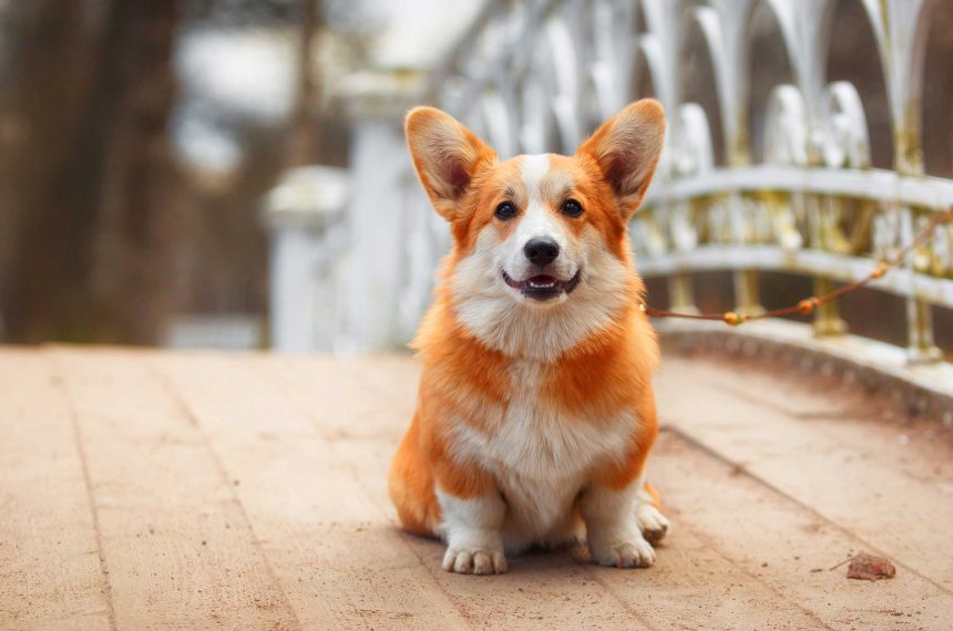 Help for the Animals Affected by Hurricane Harvey