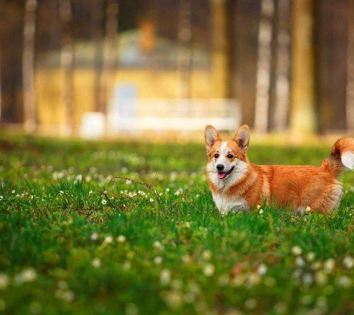 How to: Safely Bring Home Shelter Dog